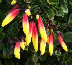 Jacobinia pauciflora 'Firefly' 1.5L