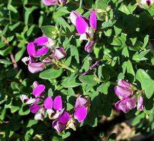 Polygala 'Petite Butterfly' 1.9L Polygala 'Petite Butterfly' 1.9L