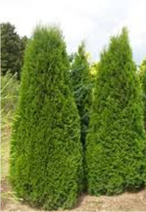 Thuja occidentalis 'Smaragd' PB18