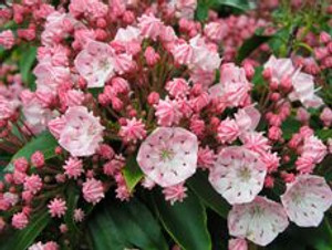 Kalmia latifolia 'Tawa Glen' 8L Kalmia latifolia 'Tawa Glen' 8L