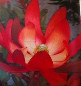 Leucadendron 'Loving Memory' 1.5L Leucadendron 'Loving Memory' 1.5L