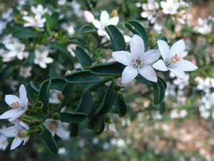 Eriostemon 'Flower Girl' 2.5L Eriostemon 'Flower Girl' 2.5L