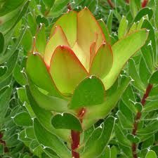 Leucadendron 'Waterlily' 3.5L