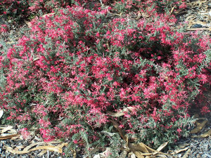 Grevillea 'Winter Delight' 2.5L Grevillea 'Winter Delight' 2.5L