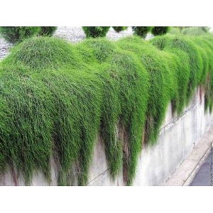 Casuarina glauca 'Cousin It' 2.5L Casuarina glauca 'Cousin It' 2.5L