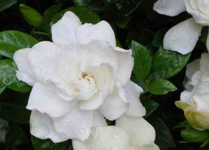 Gardenia 'Four Seasons' 2.5L