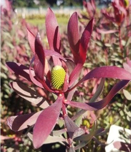 Leucadendron 'Plum Bob' 3.5L