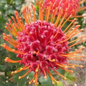 Leucospermum 'Scarlet Ribbon' 2.5L