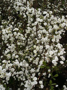 Spirea prunifolia 'Plena Brida 2.5L