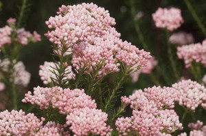 Ozothamnus d 'Royal Flush' 2.5L Ozothamnus d 'Royal Flush' 2.5L