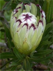 Protea 'Limelight' 3.5L Protea 'Limelight' 3.5L