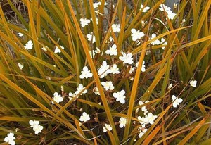 Libertia peregrinans 1.9L