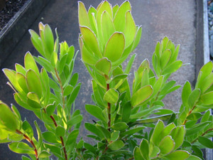 Leucadendron 'Golden Tulip' 1.5L