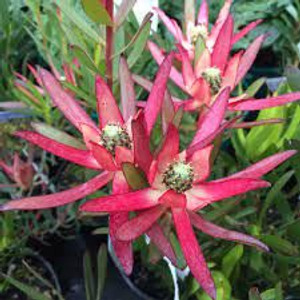 Leucadendron 'Valentina' 1.5L Leucadendron 'Valentina' 1.5L