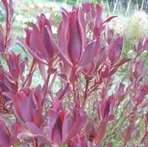 Leucadendron 'Plum Passion' 1.5L Leucadendron 'Plum Passion' 1.5L