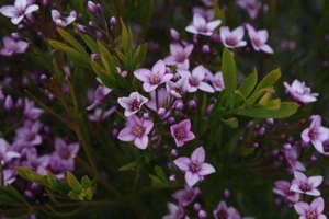 Boronia denticulata 2.5L