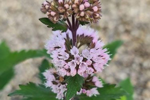 Caryopteris 'Pavillion Pink' 1.5L