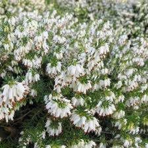 Erica carnea 'Springwood White 2.5L (90953) 2.5L Erica carnea 'Springwood White 2.5L (90953) 2.5L
