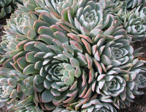 Echeveria 'Violet Queen' 1.3L Echeveria 'Violet Queen' 1.3L