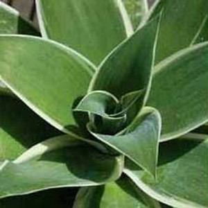 Agave attenuata 'Ray Of Light' 1.3L Agave attenuata 'Ray Of Light' 1.3L