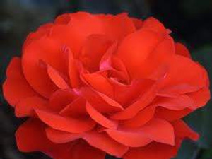Rose 'Trumpeter' - Standard 6L Rose 'Trumpeter' - Standard 6L