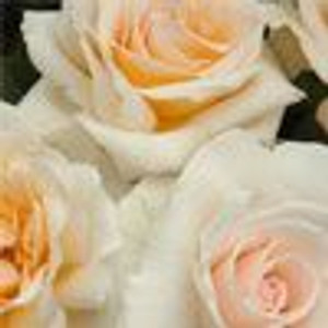 Rose 'Love Me Do' - Standard 6L Rose 'Love Me Do' - Standard 6L