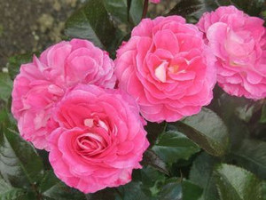 Rose 'Quintessential' - Standa 6L Rose 'Quintessential' - Standa 6L