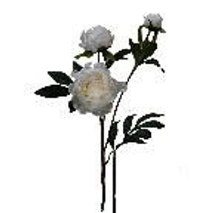 Peony - Double Spray Cream