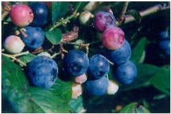 Blueberry 'Tasty Blue' 3L