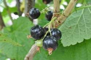 Blackcurrant 'Magnus' 3L