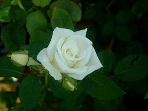 Rose 'Jack Frost' 4.7L