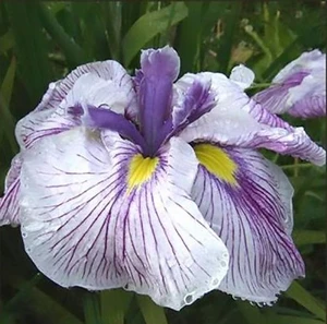 Iris japanese 'Geisha Girl' 2L