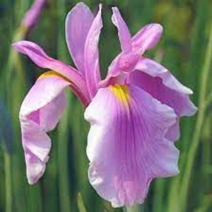 Iris kaempferi 'Rose Queen' 2.5L Iris kaempferi 'Rose Queen' 2.5L