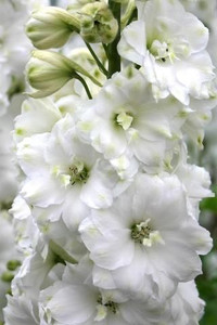 Delphinium 'Double Innocence' 9cm