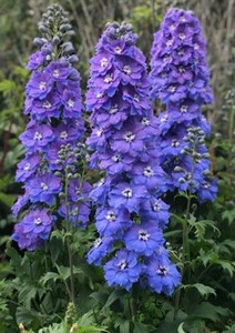 Delphinium 'Morning Lights' 9cm Delphinium 'Morning Lights' 9cm
