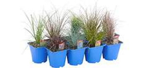 Ornamental Grasses 10cm