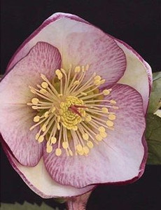 Helleborus 'Sophies Delight' 2.5L Helleborus 'Sophies Delight' 2.5L