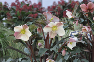 Helleborus 'Camelot' 2.5L