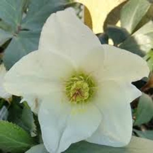 Helleborus 'Ice & Roses White' 2.5L Helleborus 'Ice & Roses White' 2.5L