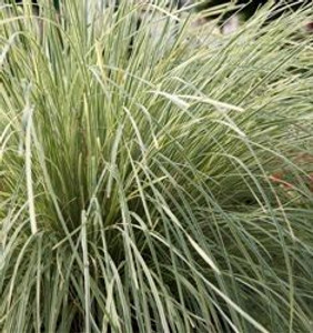 Lomandra 'White Sands' 6L
