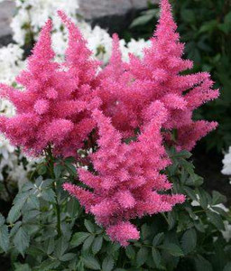 Astilbe 'Gloria' 2.5L