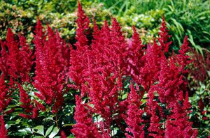 Astilbe 'Fanal' 2.5L Astilbe 'Fanal' 2.5L