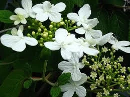 Viburnum 'Summer Snowflake' 4.5L