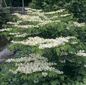 Viburnum plicatum 'Lanarth' PB18 Viburnum plicatum 'Lanarth' PB18