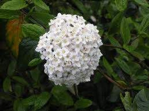 Viburnum x burkwoodii 4.5L