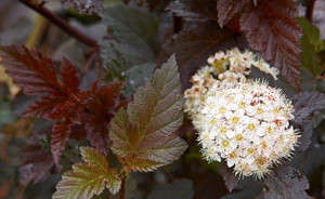 Physocarpus 'Shady Lady' 3.5L