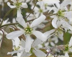 Amelanchier canadensis PB18