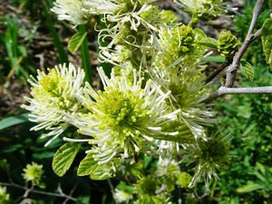 Fothergilla gardenii 6L Fothergilla gardenii 6L