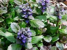 Ajuga reptans 'Catlins Giant' 1.3L