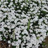 Iberis sempervirens 'Snowtop' 1.3L